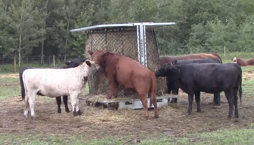 suitable hay feeders for animals