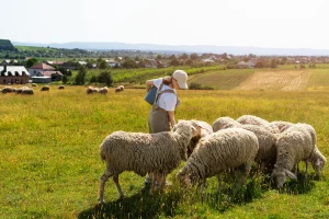 Sheep Farming