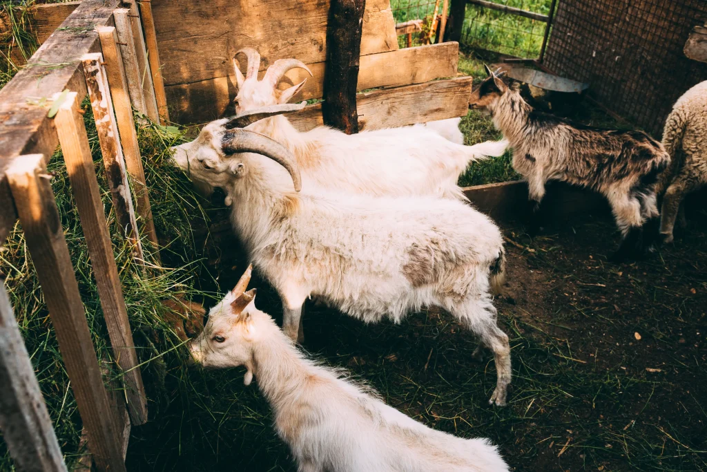Sheep are feeding their foods