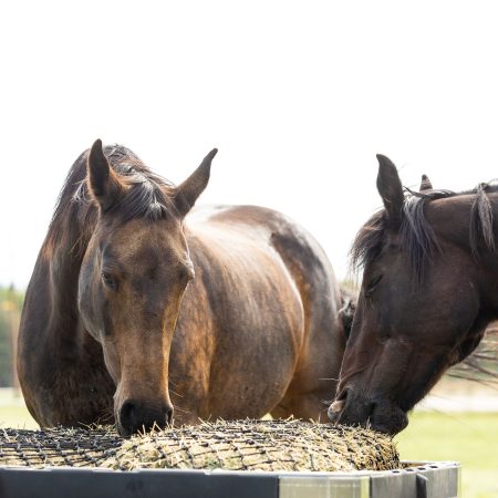 Ring Feeders – Durable Design, Healthier Feeding